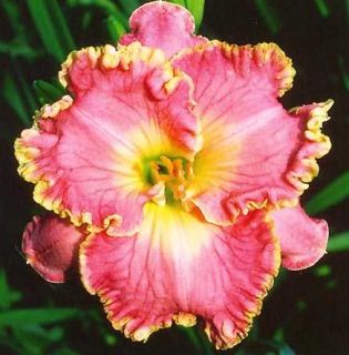 DAYLILY How Sweet It Is SF B13A Carr 2004