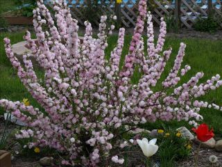 pink flowering almond prunus glandulosa shrub the pink flowering 