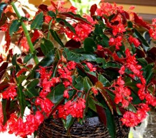  Begonia 'Torch' Heavy Bloomer