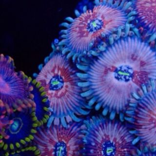 Cornbreds Blue Agaves Paly live coral chalice acan zoa palythoa
