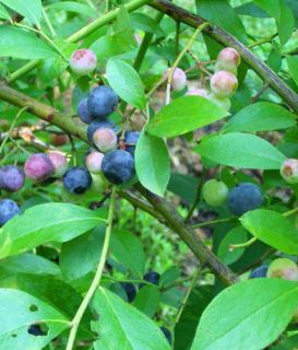 premier blueberry vaccinium ashei premier