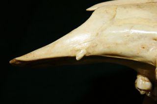 Super RARE Whitetail Scull with Canine Tooth Collectors Dream