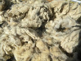 Suffolk Breed Sheep Wool Fiber Entire FLEECE 6 POUNDS White Raw Wool 