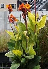 Canna Bengal Tiger Striped Leaves Bright Orange Blooms