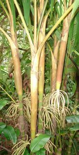 Big Pinanga Palm Tree Mottled Leaf Rainforest 18 24 In