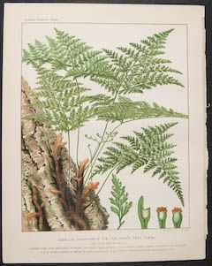 Cassell Britten Davallia Canariensis 1800s European Ferns