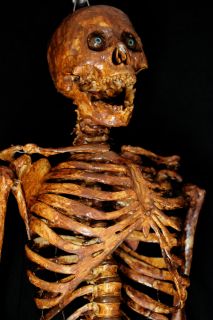 life size aged bucky skeleton corpse halloween prop