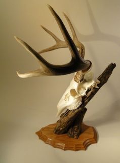 Point White Tail MULE Deer Antlers Pedestal Mount Skull SHEDS GNARLY 