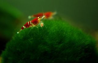 giant marimo live shirakura crystal red shrimp aquarium from malaysia