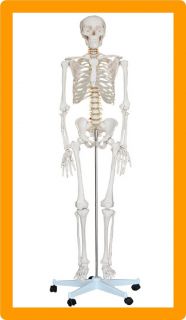 Life Size Budget Human Bucky Skeleton Anatomical Model with Stand 