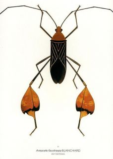 Durin Print Leaf Footed Bug Bugs Insects Litho L K