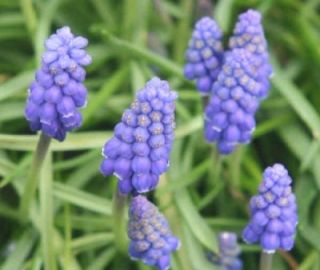   MUSCARI GRAPE HYACINTH FLOWER BULBS FRAGRANT BLUE PERENNIAL PLANTS