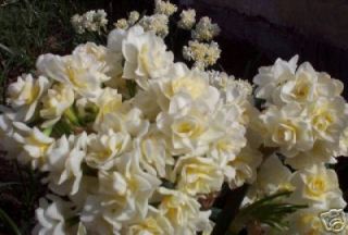 DOUBLE PAPERWHITE ERLICHEER Daffodil BULBS ~FRAGRANT~