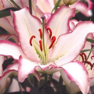 Hot Line Oriental Fragrant Lily Flower Bulb 14 16cm