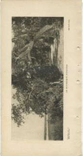 On Picturesque Dungeness Moss Road Georgia Vintage 1904 Printed Photo 