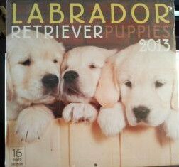 Labrador Retriever Puppies 2013 Wall Calendar  16 Month Calendar 