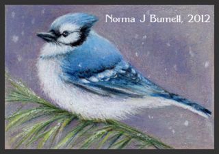 ACEO Original Sketch Card Color Pencil Painting Bluejay Snow Flurries 