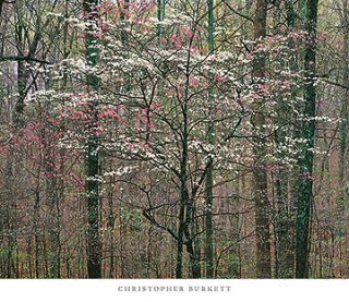 Pink and White Dogwoods Kentucky Christopher Burkett