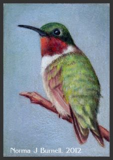 ACEO Original Sketch Card Color Pencil Painting Rubythroated 