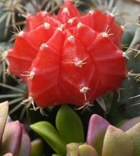 Magnet Calvert Cactus Green Red