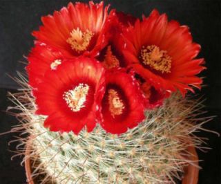   Exotic Flowering Color RARE cacti Cactus Seed 50 Seeds