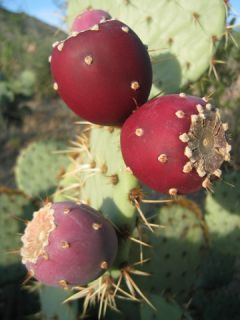   Nopal Edible Cactus Nopalea Juice Nopalina Seed 20 Seeds R