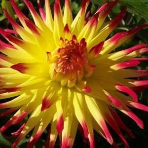Dahlia Cactus Seeds Great Variety Big Blooms Intensive Colours 
