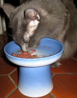 Raised Cat Dog Wet Fresh Canned Shallow Wide Food Dish Bowl Stoneware 