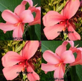 Live Plants Canna Lily Dark Pink Green Leaf Fresh Viable Free Document 