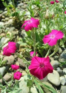 Rose Campion Lychnis Coronaria Seeds Vibrant Color New