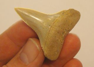 dinos is proud to have for sale carcharodon carcharias tooth