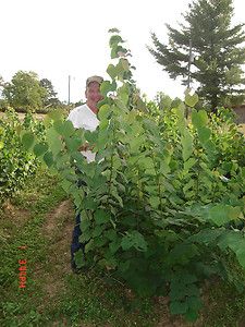 Eastern redbud trees Cercis canadensis 3 ft tall