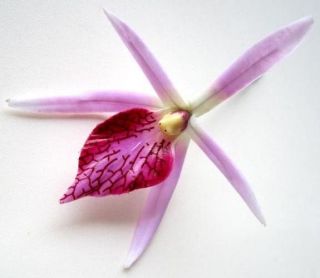 Pink Silk Hawaiian Cymbidium Orchid Artificial Flower Head Lot Home 