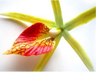 Yellow Silk Hawaiian Cymbidium Orchid Artificial Flower Head Lot 