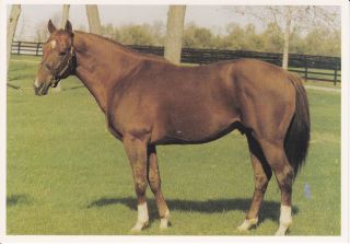 Canadian Bound Triple Crown Secretariat Son Thoroughbred Horse Collect 