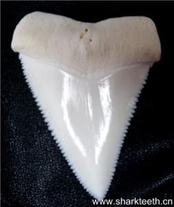 311Modern Great White Shark Tooth Teeth 1