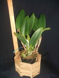 Nigritian King of Kings Cattleya Orchid 5 Large Corsage 1015