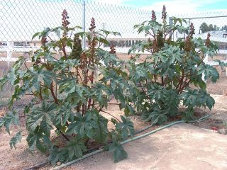 K080R 50 Burgundy Castor Bean Tree Seeds Fast Grow Exotic Tropical 