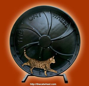 Cat Exercise Wheel Treadmill for High Energy, Aggressive, Overweight 