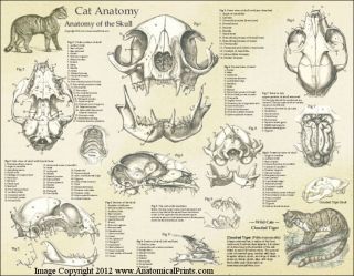 Cat Feline Skull Anatomy Laminated Poster Wall Chart 17 X 22