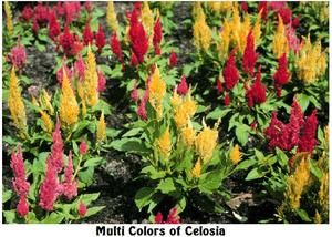 Mixed Colors of Neat Looking Celosia Flowers 50 Seeds