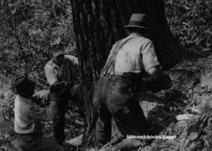 Chattahoochee Forest Saw Crew Felling Pine Tree Logging