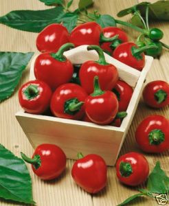 Vegetable Seeds Hot Pepper Large Red Cherry Garden Seed