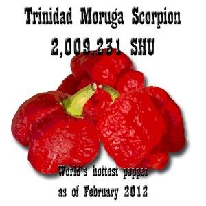 Worlds Hottest Chili Pepper 2 009 231 SHU Trinidad Moruga Scorpion 5 