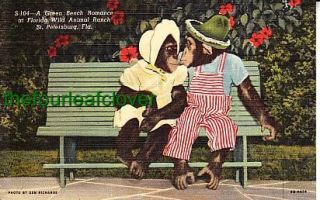 Chimpanzees Bench Wild Animal Ranch St Petersburg FL PC