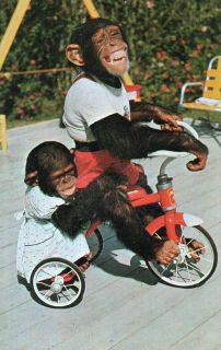 Me My Shadow 2 Chimpanzees Riding Tricycle at The Monkey Jungle Miami