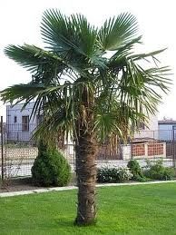 Chinese Windmill Palm Trachycarpus Fortunei 25 Seeds
