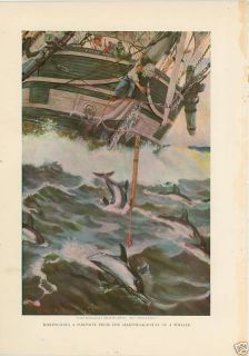 1906 Print Harpooning A Porpoise by Clifford w Ashley