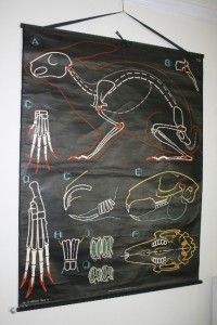 Vintage French Industrial School Chart Poster Rabbit Hirst Dr Auzoux