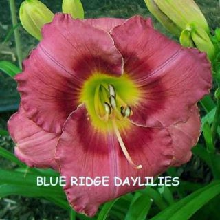 Claude Caldwell Memorial DF B5A Barnaby 01 DAYLILY